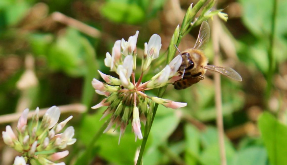 Clover Bee