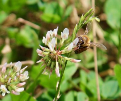 Clover Bee