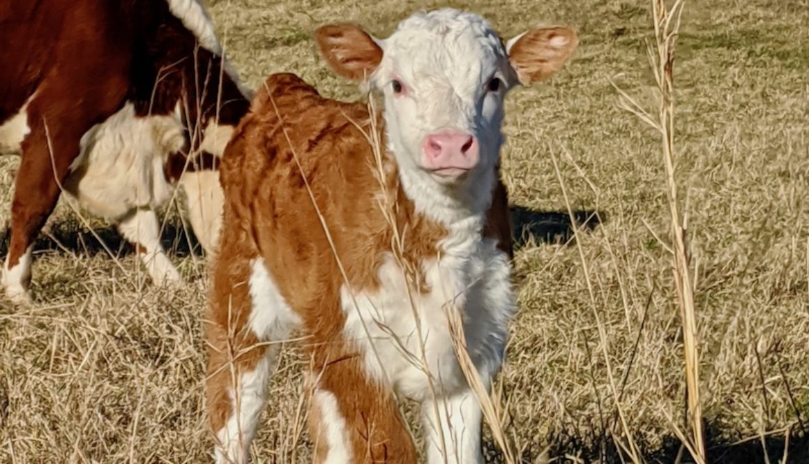 Calf 2022