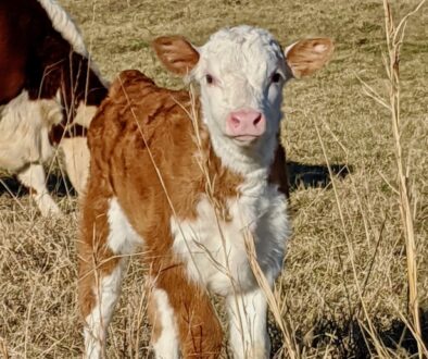 Calf 2022